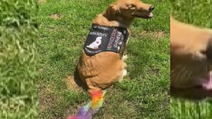 Illustration : Une femme explique les raisons qui l'ont poussé à teindre en arc-en-ciel la queue de son chien d'assistance