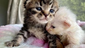 Illustration : 2 chatons orphelins sauvés de la rue à l'âge de 6 jours, grandissent ensemble en veillant continuellement l'un sur l'autre