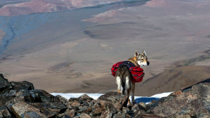 Illustration : 12 photos d'un Chien Loup Tchécoslovaque qui adore voyager avec ses propriétaires