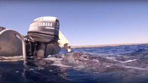 Illustration : Une plongeuse immortalise la rencontre magique entre son Labrador et un requin-baleine (vidéo)