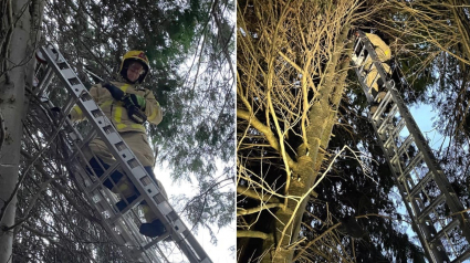 Illustration : Après maintes tentatives de sauvetage infructueuses, les propriétaires d'un chat coincé dans un arbre appellent les pompiers