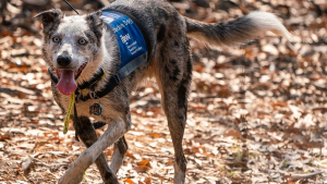 Illustration : Un chien héroïque récompensé pour avoir contribué au sauvetage de 100 koalas piégés dans les forêts incendiées