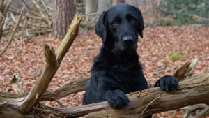 Illustration : Un Labrador coincé dans un arbre à 5 mètres du sol espérait uniquement l'arrivée des pompiers