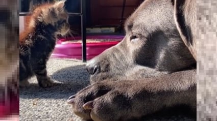 Illustration : Malgré leur énorme différence de taille, ce Cane Corso et ce chaton sont fous l'un de l'autre (vidéo)