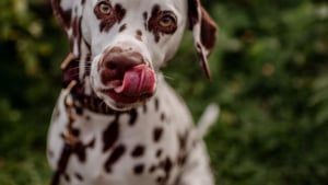 Illustration : 20 photos de Dalmatiens à la joie de vivre communicative