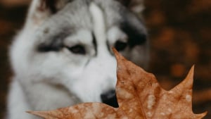 Illustration : 14 photos d'un Husky découvrant les couleurs de l'automne pour la première fois