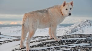 Illustration : Réchauffement climatique : au Groenland les éleveurs de chiens de traineau s'inquiètent de leur disparition