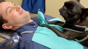 Illustration : Un Bouledogue Français devient le meilleur assistant dentaire en aidant les patients à se détendre