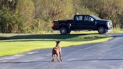 Illustration : Après avoir été adopté, ce chien dévoué attend tous les jours devant la maison que son nouveau papa rentre du travail (vidéo)