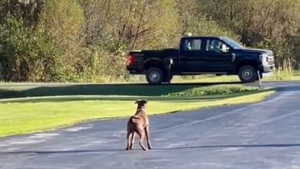 Illustration : Après avoir été adopté, ce chien dévoué attend tous les jours devant la maison que son nouveau papa rentre du travail (vidéo)