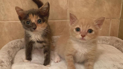 Illustration : Une bénévole soigne un chaton errant malade, puis le réunit avec son compagnon de portée qu'il avait perdu