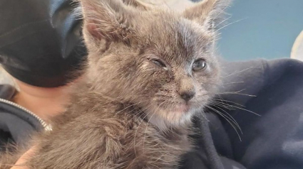 Illustration : Un chaton enfermé dans un sac et retrouvé lors d'une tempête grave l'empreinte de sa patte dans le coeur de sa bienfaitrice