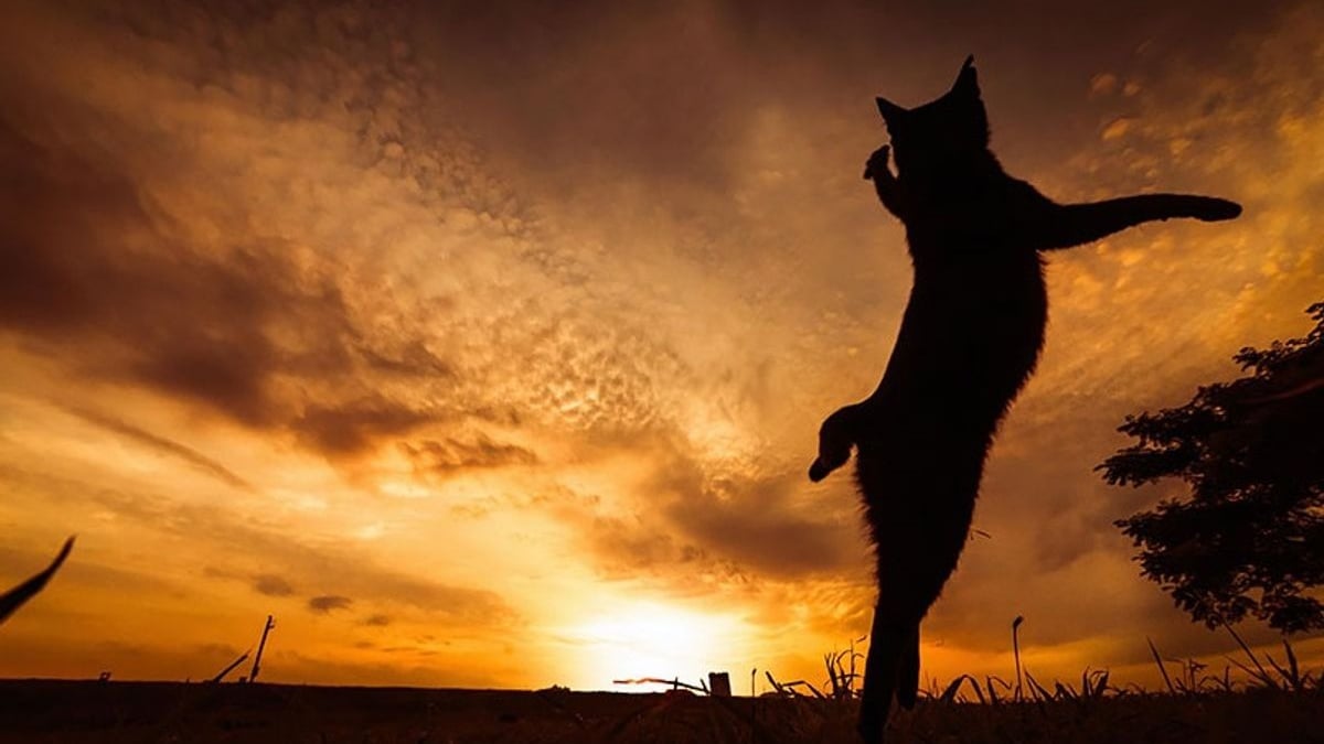 Illustration : "20 photos démontrant que le chat est le symbole universel de la grâce et de l'équilibre !"