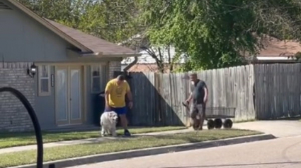 Illustration : Un homme attentionné offre un chariot à son voisin pour aider son chien senior à terminer sa balade (vidéo)