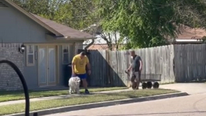 Illustration : Un homme attentionné offre un chariot à son voisin pour aider son chien senior à terminer sa balade (vidéo)