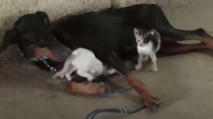 Illustration : Après avoir subi une fausse couche, une femelle Dobermann devient la mère de substitution de chatons orphelins (vidéo)