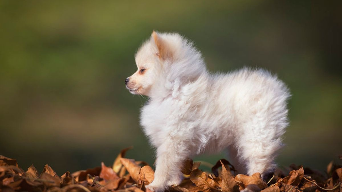 Illustration : "20 photos d'une chienne considérée comme une héroïne par son propriétaire"