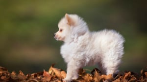 Illustration : 20 photos d'une chienne considérée comme une héroïne par son propriétaire