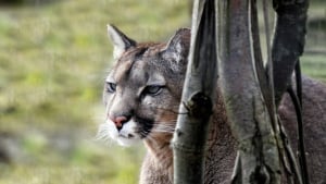 Illustration : Un chien devient le héros de sa famille après avoir chassé courageusement un puma rôdant autour de la maison