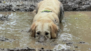 Illustration : Le passe-temps préféré de ce Golden Retriever ? Se rouler dans la boue !