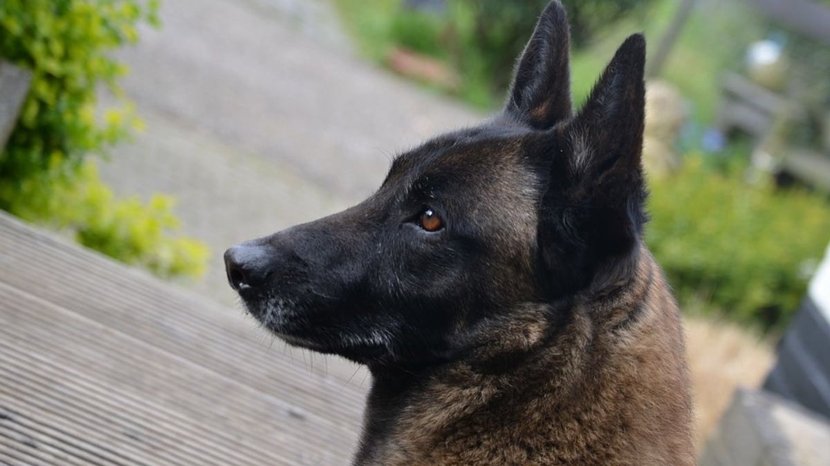 Illustration : "Un homme enlisé jusqu'au torse au fond d'un lac, sauvé par son chien"