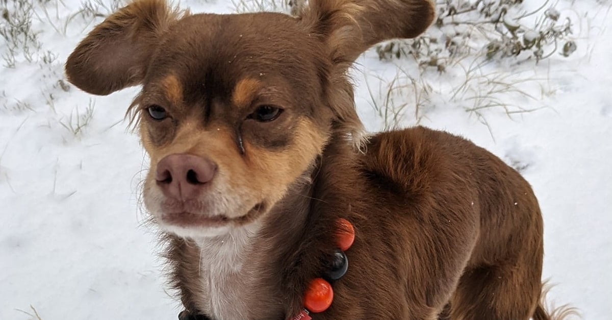 Un maître désemparé demande de lu0027aide pour retrouver son chien 