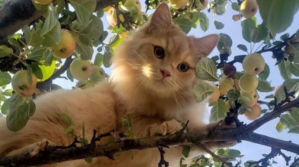 Illustration : 20 photos de chats qui vivaient heureux auprès de leur arbre