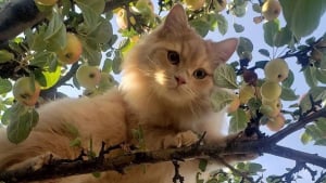 Illustration : 20 photos de chats qui vivaient heureux auprès de leur arbre