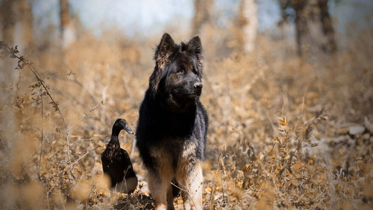 Illustration : "20 photos qui immortalisent l'amitié surprenante entre un chien et des oiseaux"