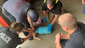 Illustration : Les pompiers au service d'un jeune chien dont la tête est coincée dans une bouteille en plastique !