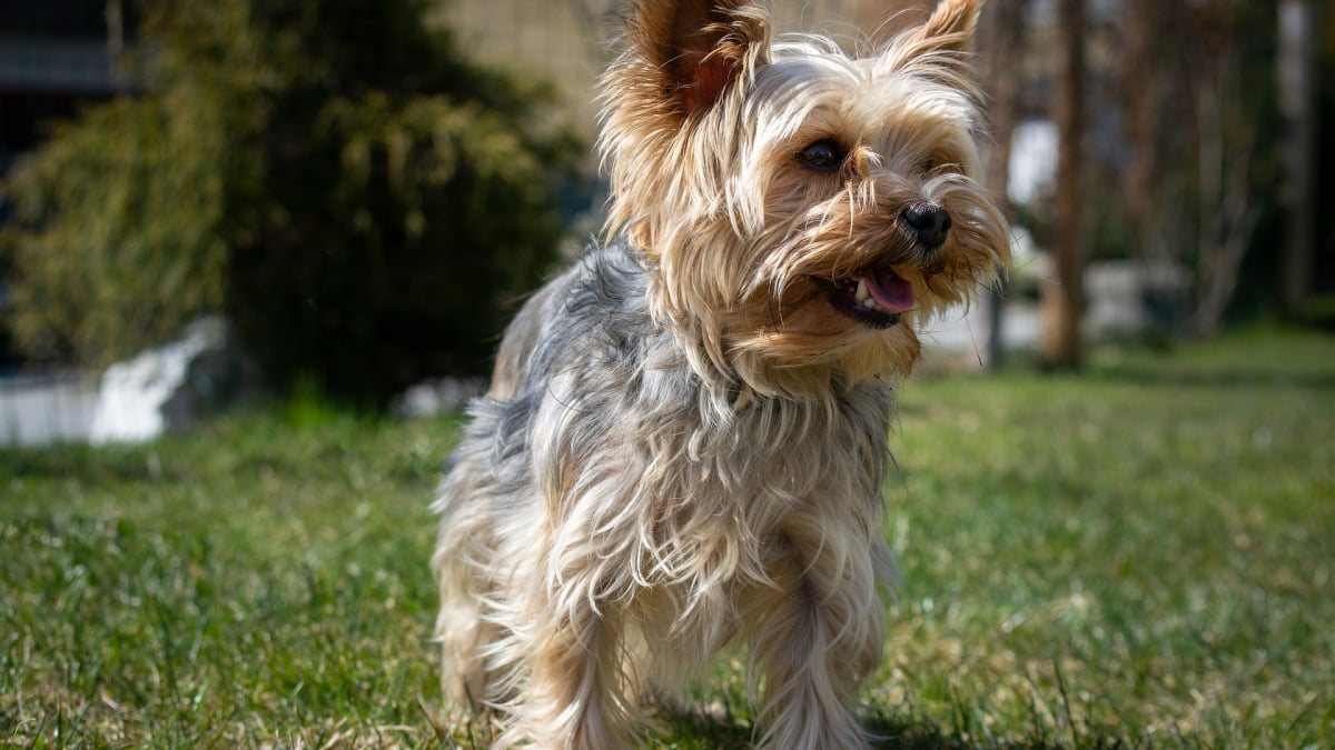 Illustration : "La cueillette des champignons tourne mal pour une septuagénaire. Afin de la sauver, son Yorkshire Terrier aide les secouristes à la retrouver"