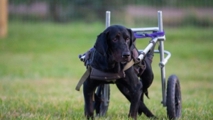 Illustration : Un geste de générosité permet à une femme d'offrir à son chien paralysé le chariot de ses rêves