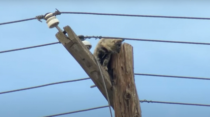 Illustration : Une chatte disparue depuis plusieurs jours retrouvée perchée au sommet d'un poteau électrique