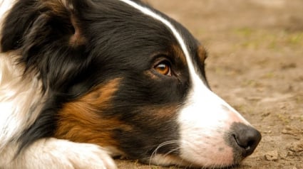 Illustration : Un chien se casse une patte en tombant d'une falaise, une équipe de garde-côtes se précipite à son secours