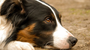 Illustration : Un chien se casse une patte en tombant d'une falaise, une équipe de garde-côtes se précipite à son secours