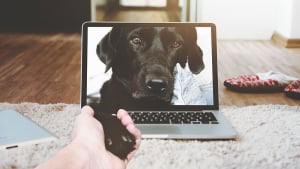 Illustration : Votre chien peut désormais vous téléphoner avec le "Dogphone" !