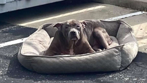 Illustration : Des bénévoles prennent soin d'une chienne malade et abandonnée sur un parking avec son panier