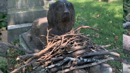 Illustration : Les visiteurs d'un cimetière déposent régulièrement des bâtons sur la tombe d'un chien vieille d'un siècle