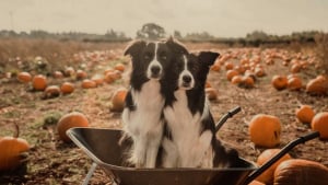 Illustration : 9 photos de chiens à regarder pour se plonger dans une ambiance automnale