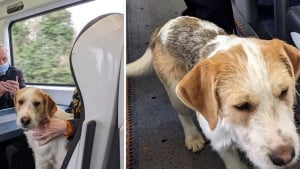 Illustration : Un chien se faufile dans un train et se lie d'amitié avec les passagers !