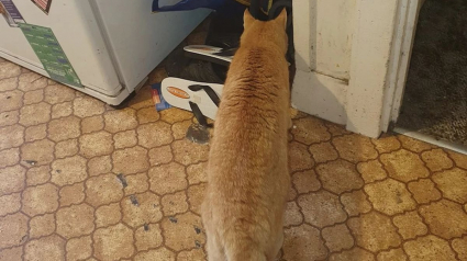 Illustration : Un chat alerte son maître de la présence d'un serpent mortel dans le sac des courses