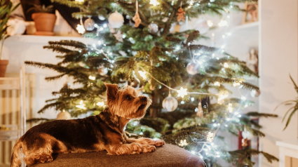 Illustration : 10 conseils pour passer les fêtes de fin d'année avec son chien en toute sérénité