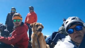 Illustration : En suivant des alpinistes, ce chien perdu à plus de 5 000 mètres d'altitude chemine vers une vie meilleure