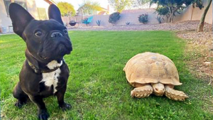 Illustration : Un Bouledogue Français disparaît soudainement. Ses propriétaires le retrouvent piégé dans le terrier de leur tortue et appellent les pompiers !