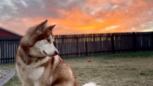 Illustration : 20 photos de Malamutes de l'Alaska, dont l'affection et la loyauté en font des compagnons de vie agréables