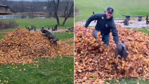 Illustration : Un Cane Corso courageux et espiègle plonge dans un tas de feuilles mortes pour localiser son propriétaire disparu ! (Vidéo)