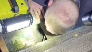 Illustration : Des pompiers deviennent les héros d'un chiot de 5 mois piégé sous le plancher d'une maison (vidéo)