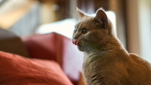 Illustration : Royal Canin ravit les sens des chats avec sa nouvelle gamme d’aliments humides Sensory