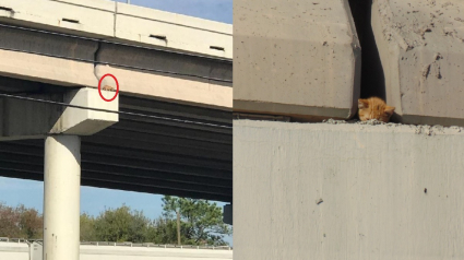 Illustration : Pendant 6 heures, des sauveteurs ont tenté de sauver ce chat coincé sur le pont d'une autoroute