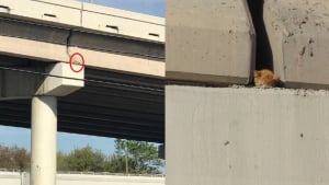 Illustration : Pendant 6 heures, des sauveteurs ont tenté de sauver ce chat coincé sur le pont d'une autoroute